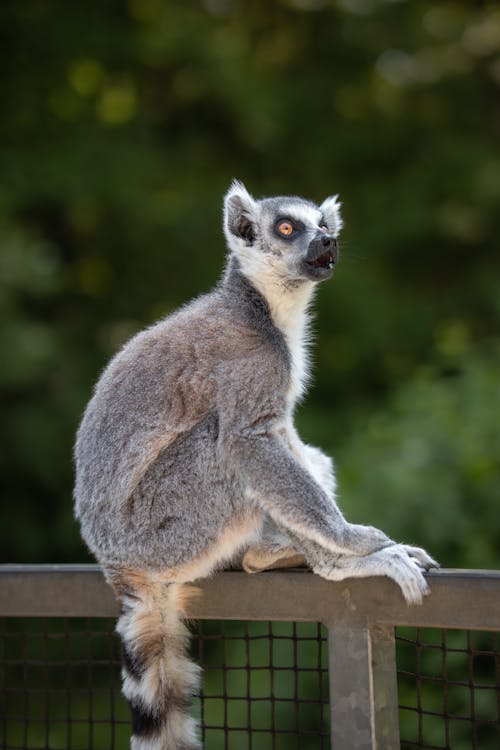 Kostenloses Stock Foto zu lemur, mobile wallpaper, selektiven fokus