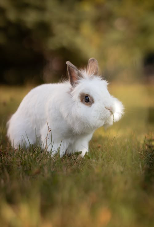 White Rabbit on Ground