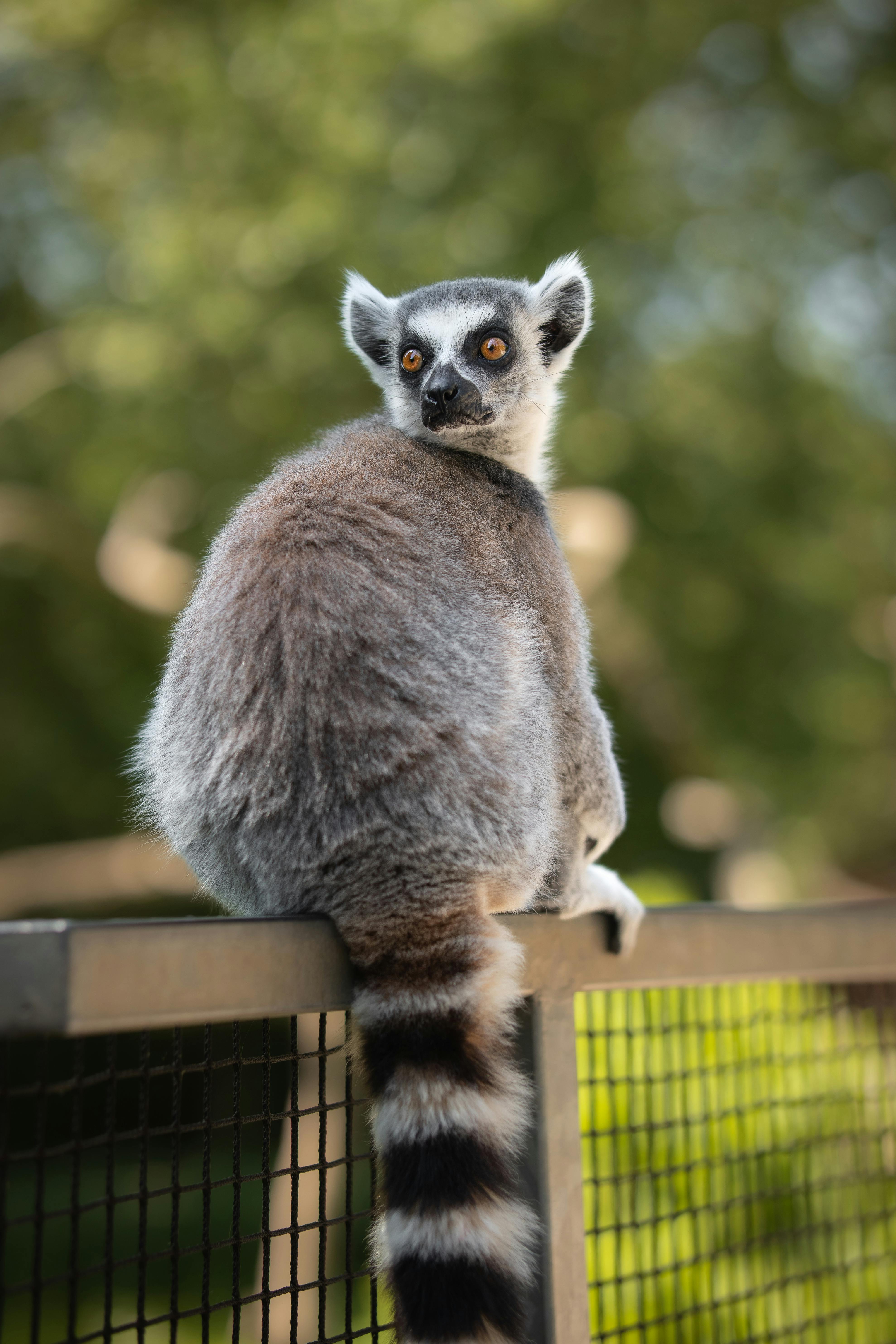 Ring-tailed lemur sitting on a fence at a zoo in Prague, Czech Republic.