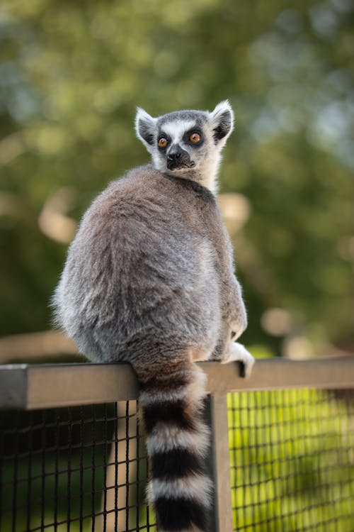 Ring-tailed Lemur Sitting on a Fence