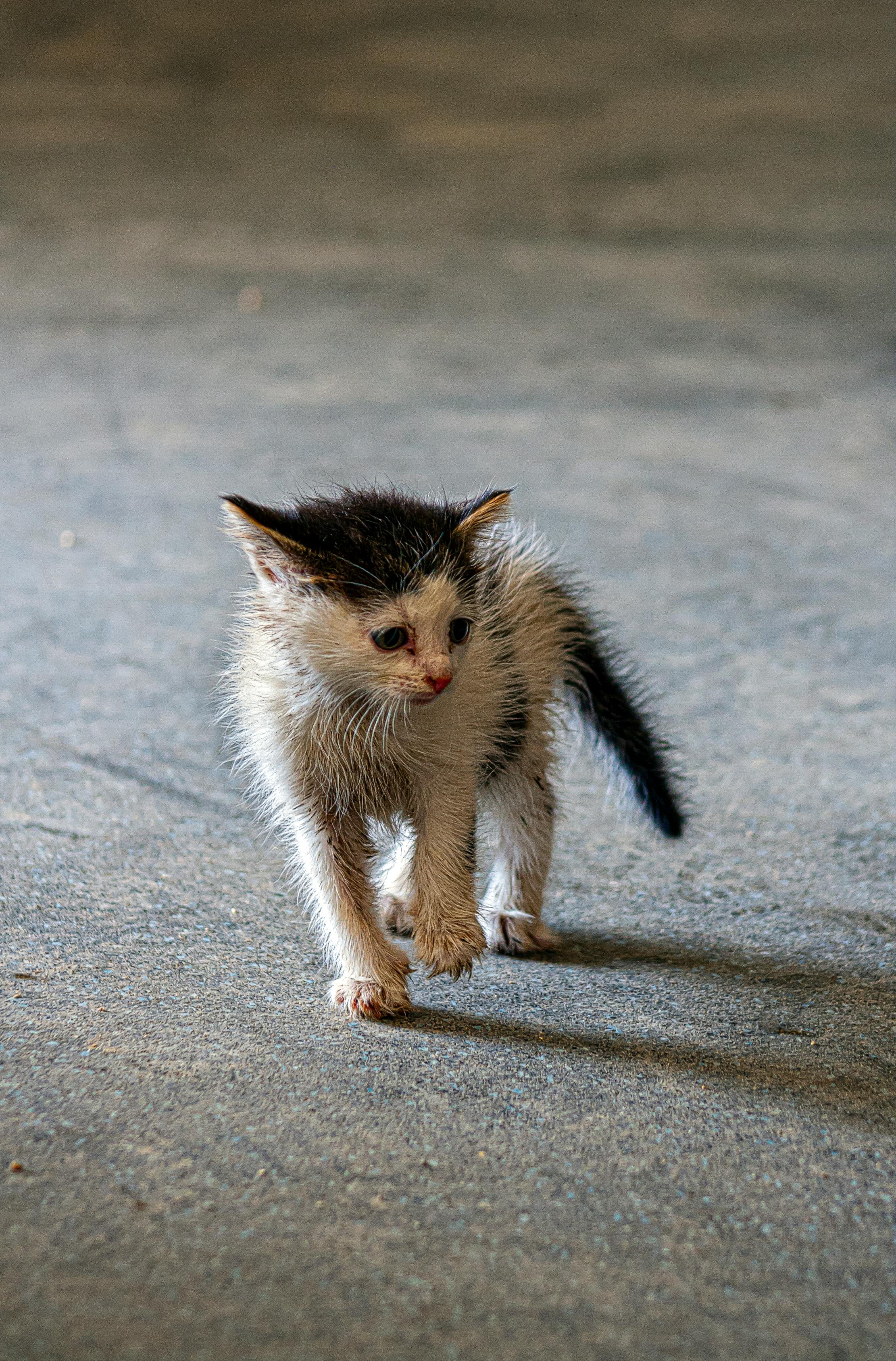 sad wet cat