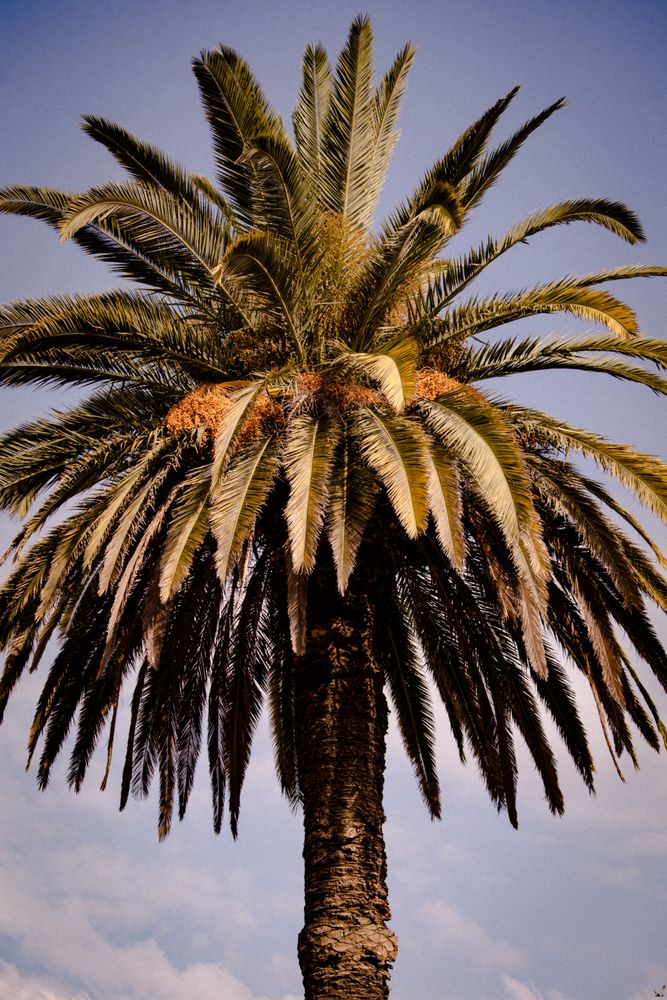 Exotic Tree Photos, Download The BEST Free Exotic Tree Stock Photos ...