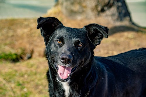 개, 검은색, 농촌의의 무료 스톡 사진