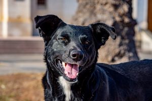 Dog stock photo used for demo profile Onyx