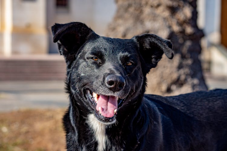 Portrait Of A Black Dog