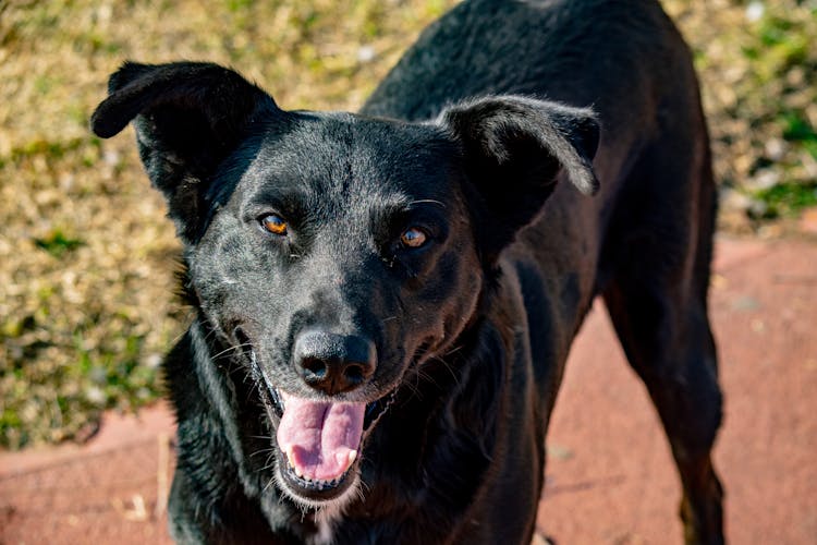 Portrait Of A Black Dog