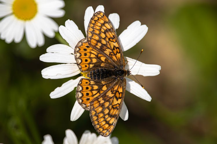 Close-up Of A Marsh Fritillary Butterfly Sitting On A Flower