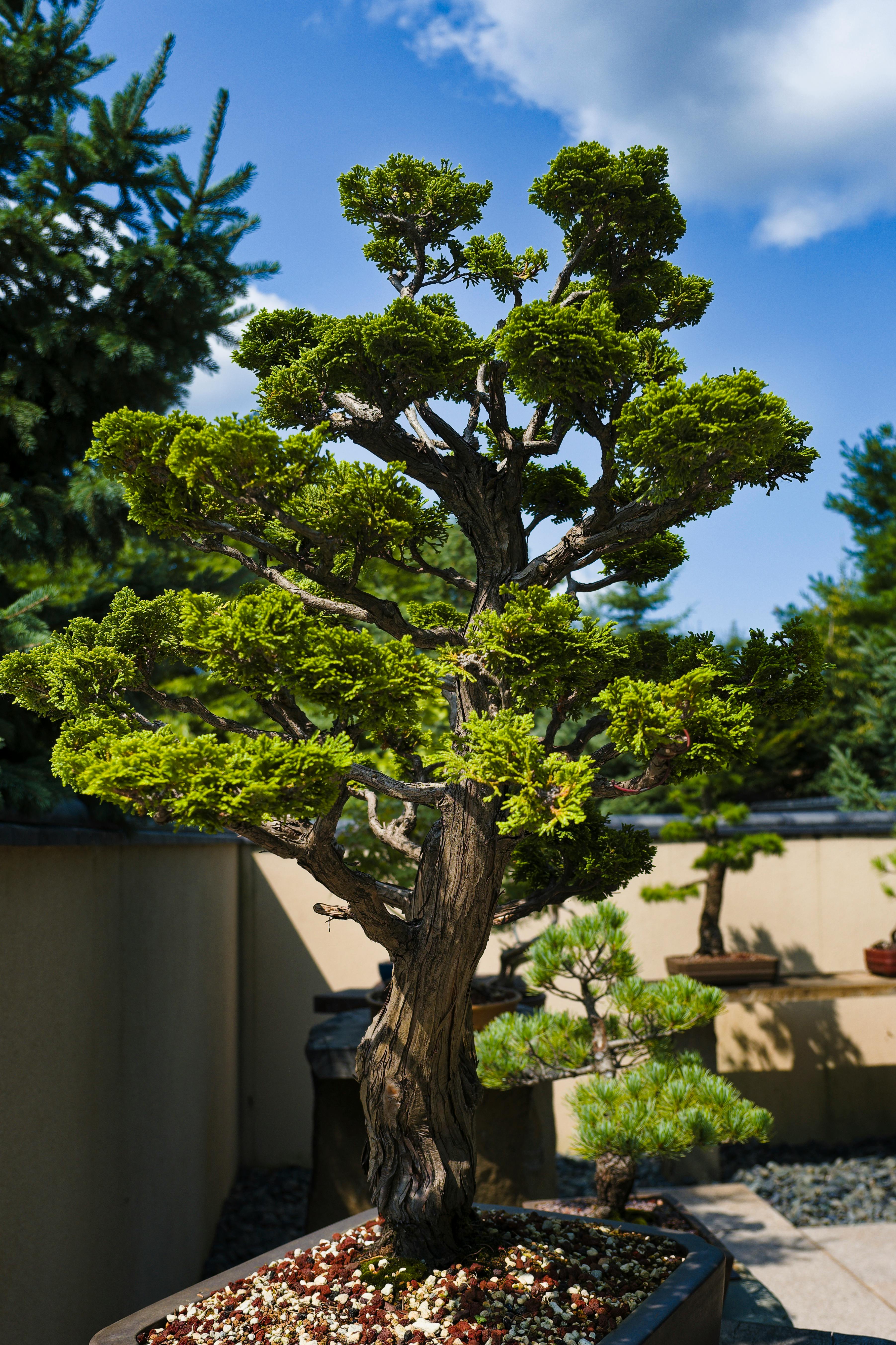 Bonsai Tree in Yard · Free Stock Photo
