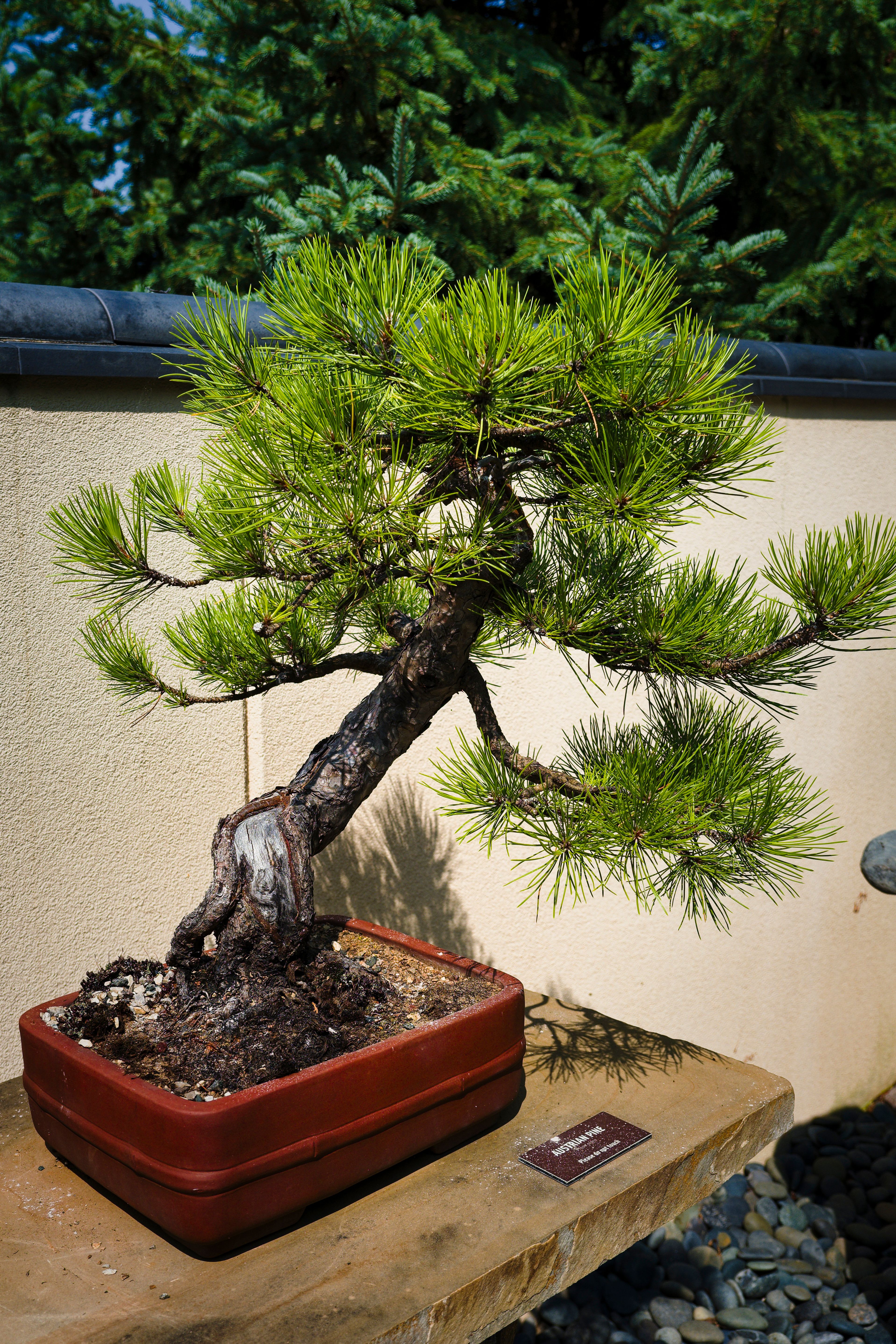 Kostenloses Foto zum Thema: @draussen, asien, bonsai, bonsai baum, botanik,  botanisch, china, chinesischer garten, fichte, friedlich, gartenarbeit,  gartenbau, gartengestaltung, gartenkunst, gelassenheit, grn, grne  pflanze, japanische schwarzkiefer ...