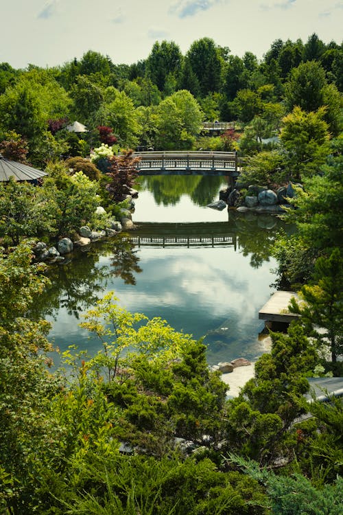 免费 日本花园, 樹木, 橋樑 的 免费素材图片 素材图片