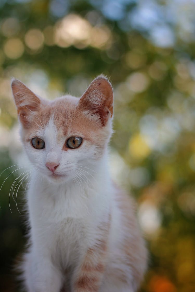 Portrait Of A Little Cat