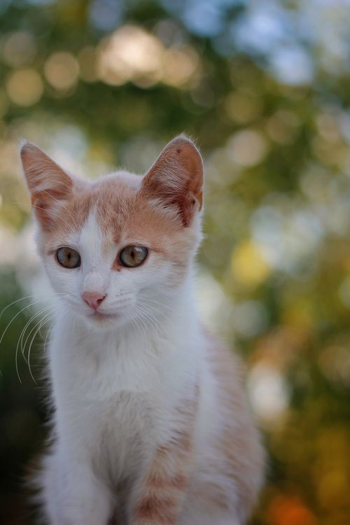 Free A cute kitten posing outdoors with a blurred natural background. Stock Photo