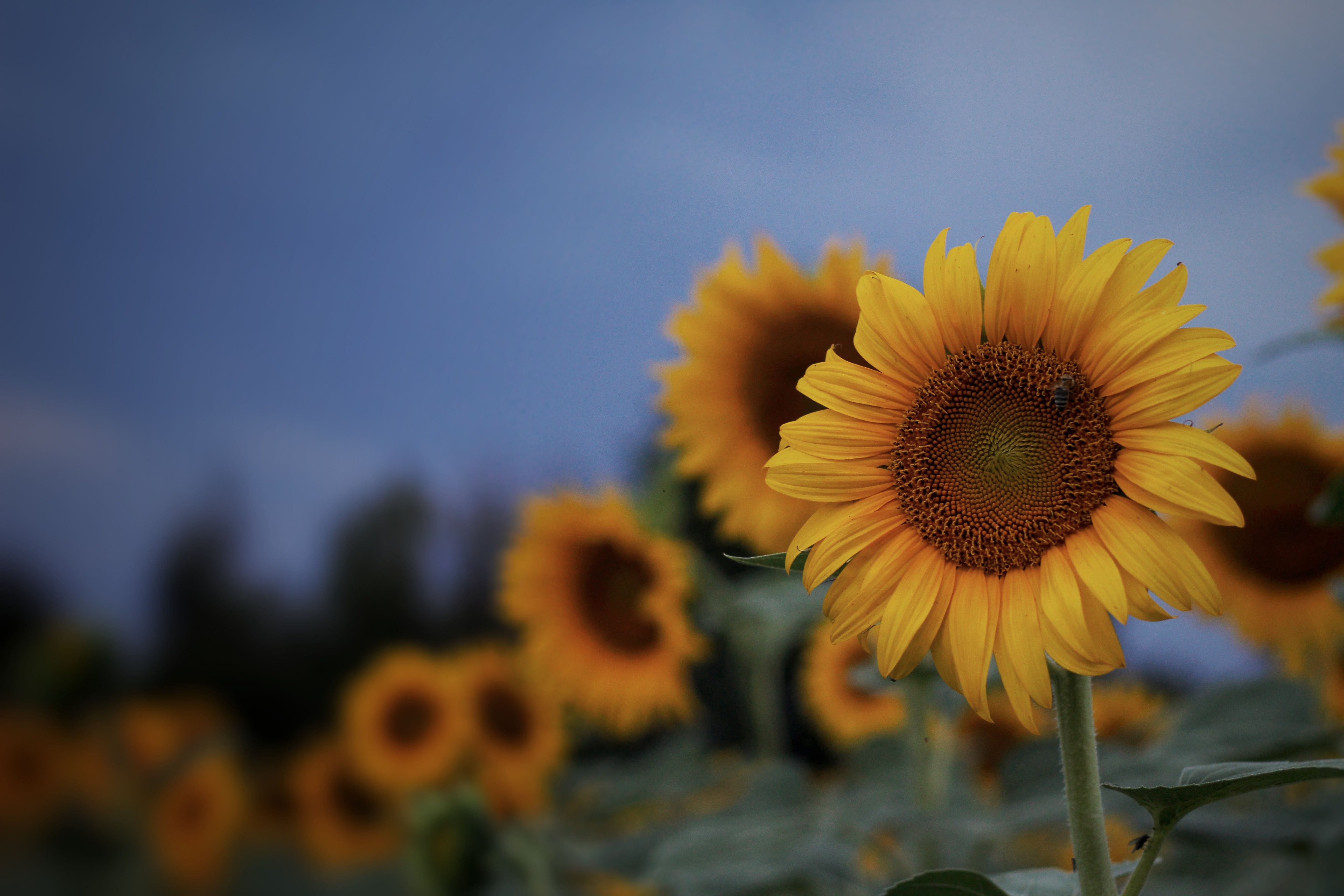 Field of Sunflowers · Free Stock Photo