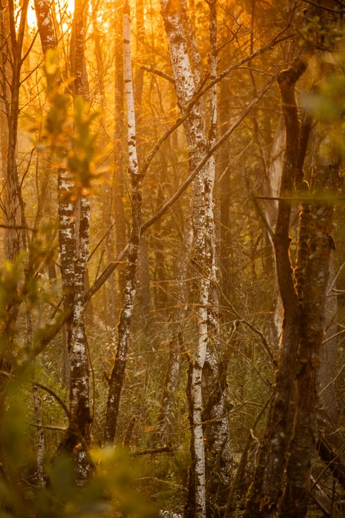 Free Sunlight filters through birch trees in a misty autumn forest at sunrise. Stock Photo