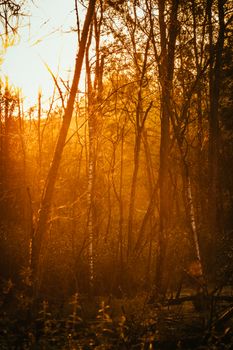 Sunlight filtering through a dense forest at sunset, creating a warm and tranquil atmosphere.