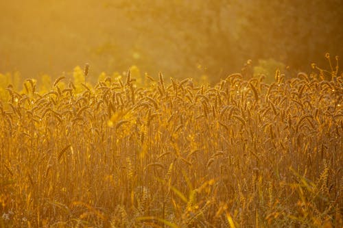 Grasses on Field at Sunset