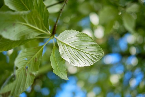 Free Bright green leaf captured in detail, representing the lush greenery of an English garden. Stock Photo