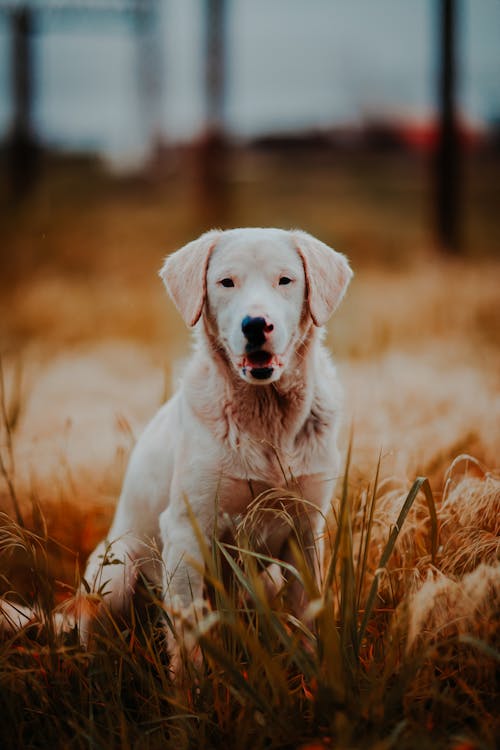 Photo of Dog in Grass Field