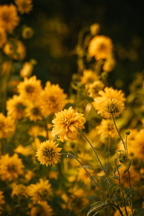 Yellow Dahlia Flowers