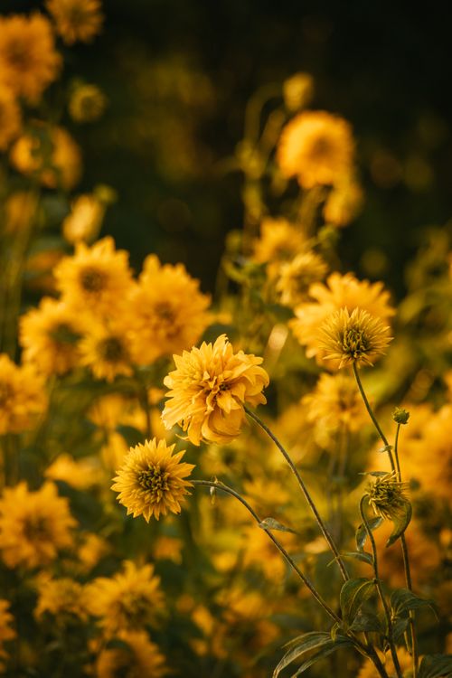 Free Beautiful close-up of blooming yellow dahlias in a sunlit garden, capturing the essence of summer. Stock Photo