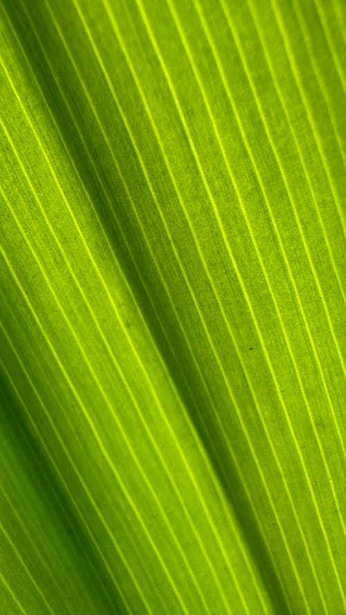 Kostnadsfri bild av blad, dagsljus, grön