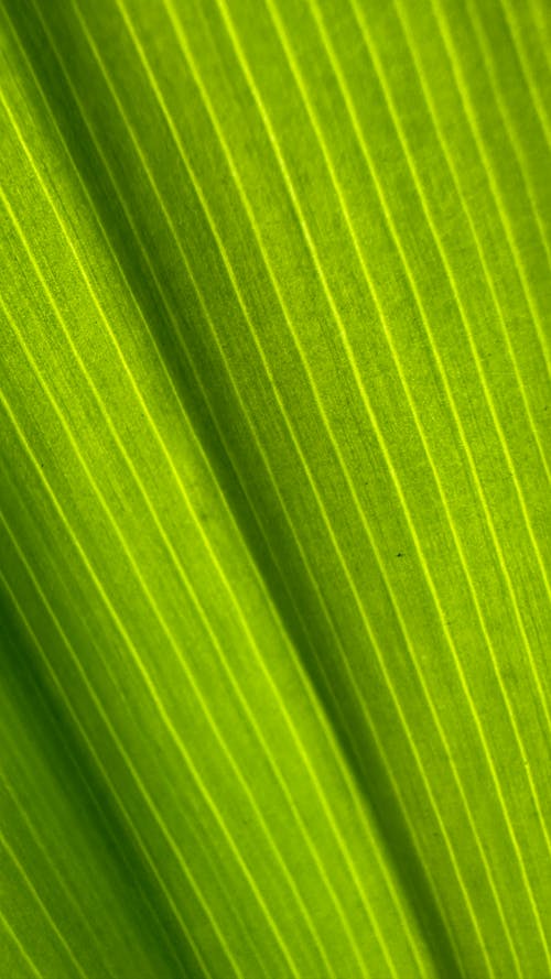 leaf closeup showing capillaries