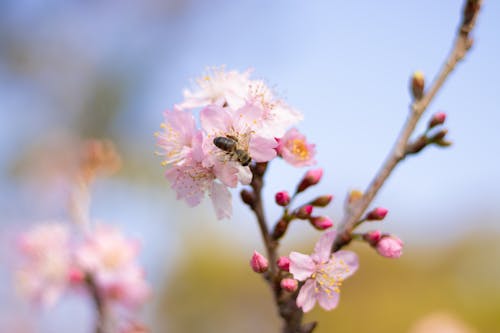 Foto profissional grátis de cereja, cor-de-rosa, filial