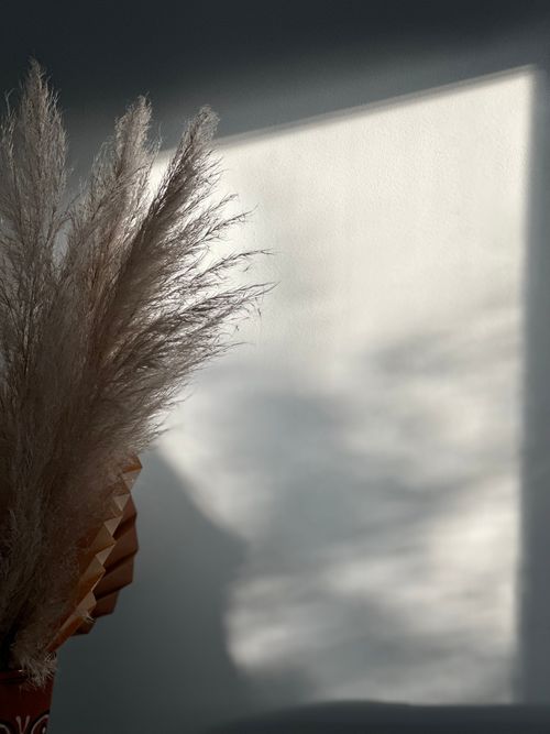 Free Close-up of pampas grass casting shadows on a white wall in soft light. Stock Photo