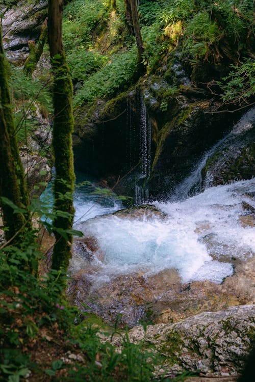 Watefall Cascades among Trees