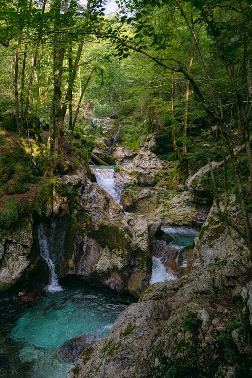 ağaçlar, akan su, akarsu içeren Ücretsiz stok fotoğraf