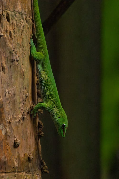 Close up of a Gecko