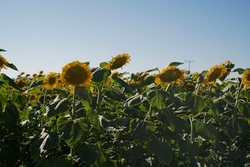 向日葵, 新鮮, 植物 的 免費圖庫相片