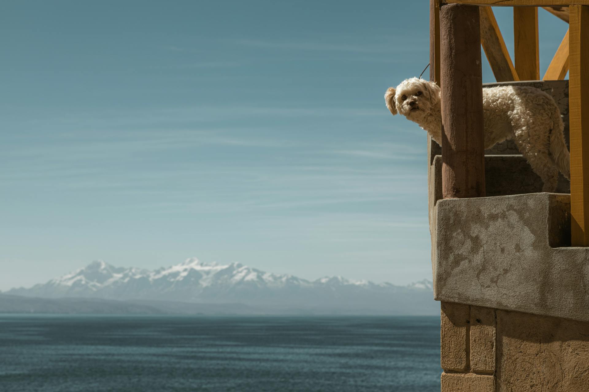 Poodle Dog Looking Out in the Landscape of a Sea and Mountains