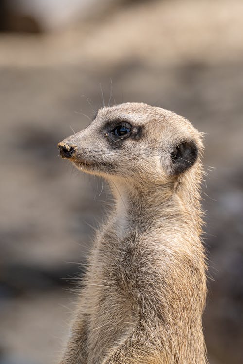 Fotobanka s bezplatnými fotkami na tému fotografie zvierat žijúcich vo voľnej prírode, na zvislo, portrét