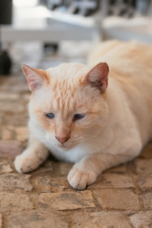 Fotos de stock gratuitas de enfoque selectivo, fotografía de animales, gato