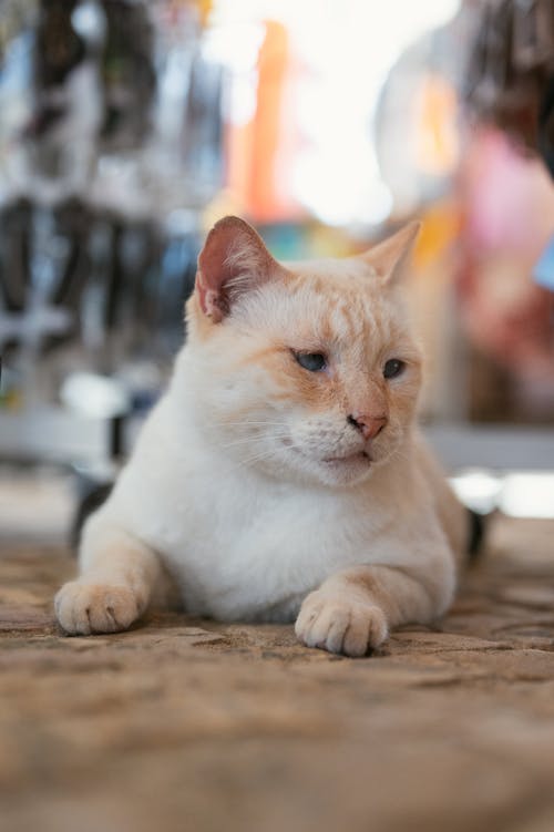 White Cat Lying on the Paving Stones