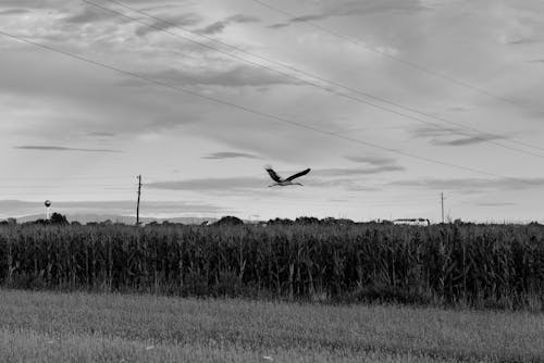Bird Flying over Rural Field