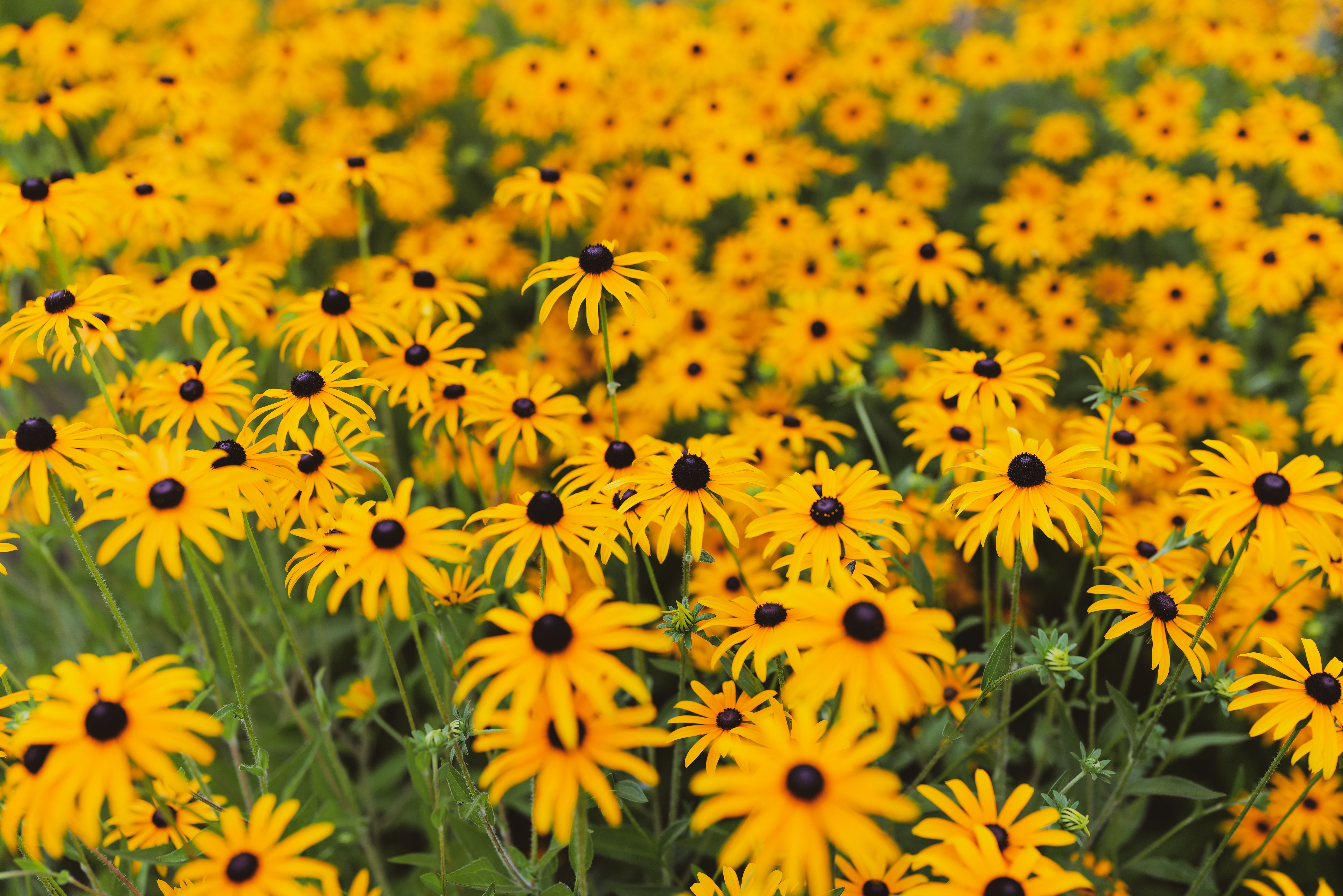 Close up of Yellow Flowers · Free Stock Photo
