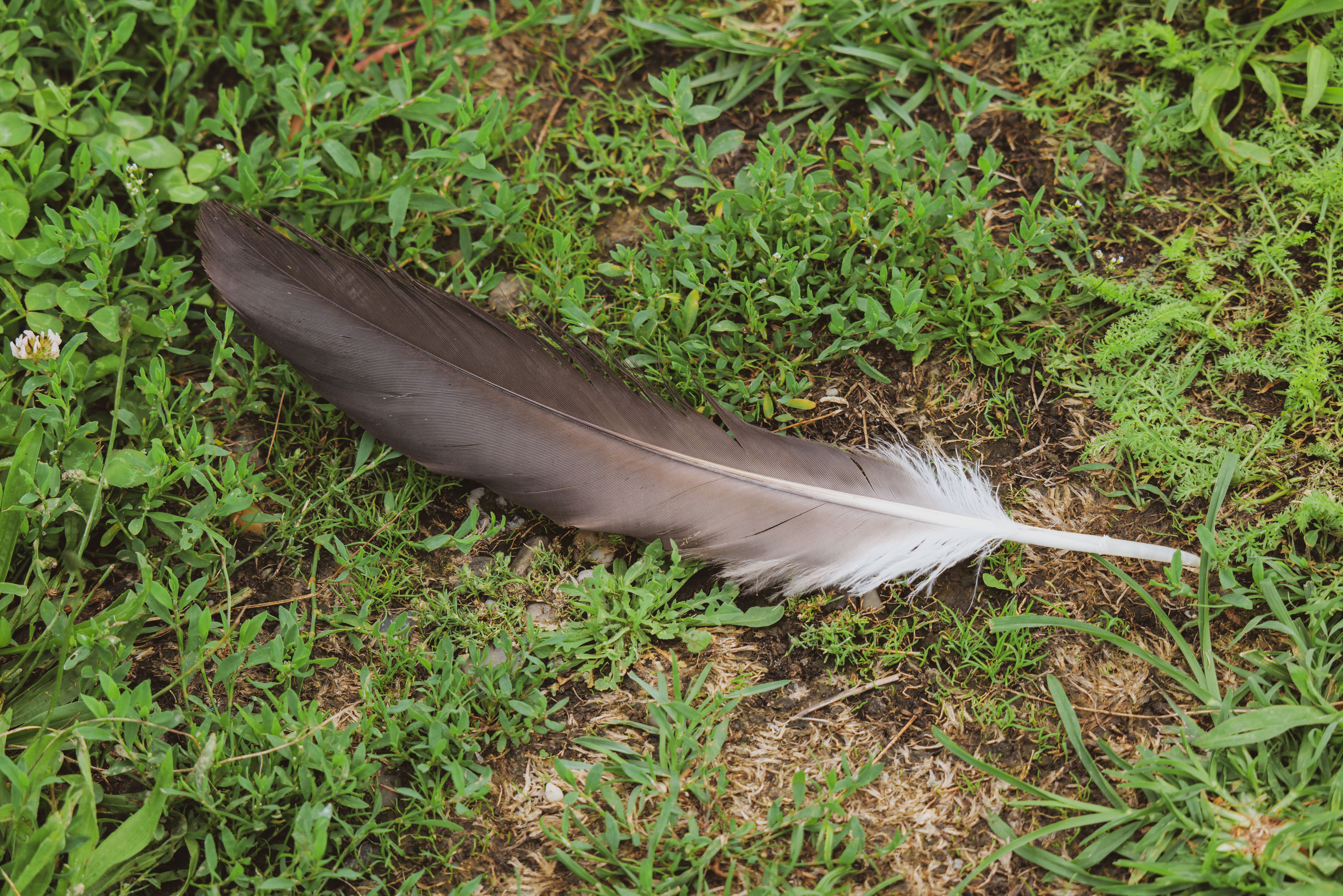 Feather Lying on Grass · Free Stock Photo