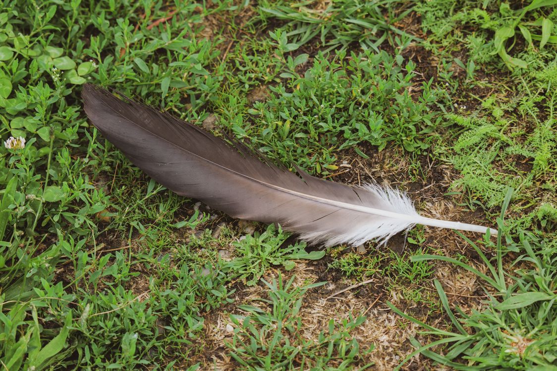 Feather Lying on Grass · Free Stock Photo