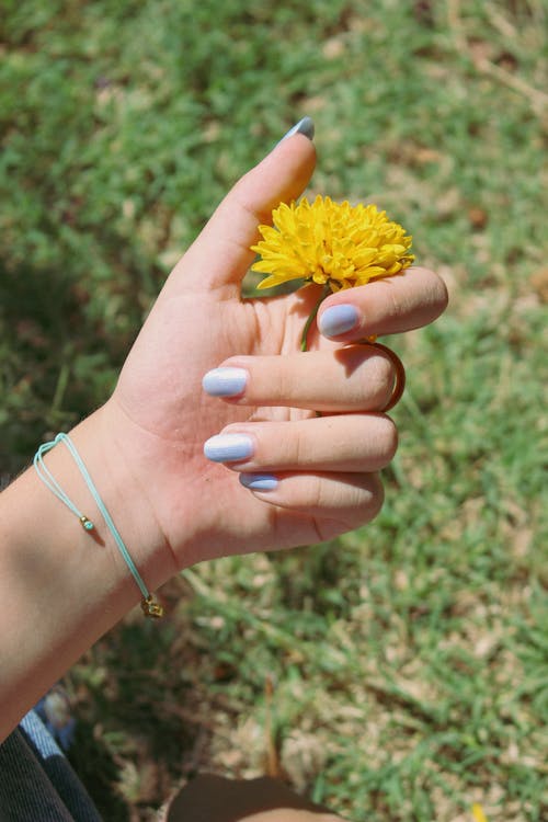 Woman Hand Holding Flower