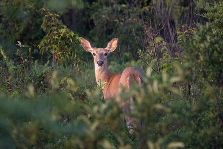 A Deer In A Forest