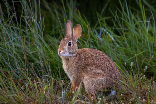 A Rabbit in a Meadow