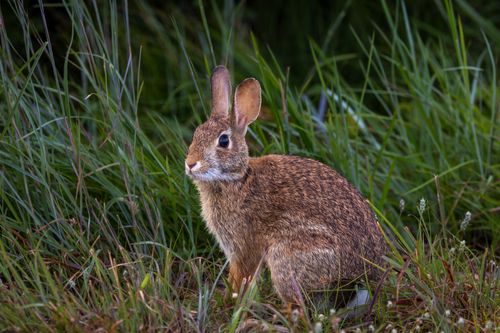 Free Close-up of a wild rabbit resting in a meadow in Southborough, MA, USA. Stock Photo
