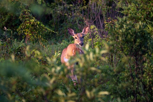 Free stock photo of animal, deer, hd