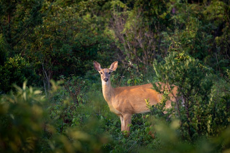 Deer In Nature