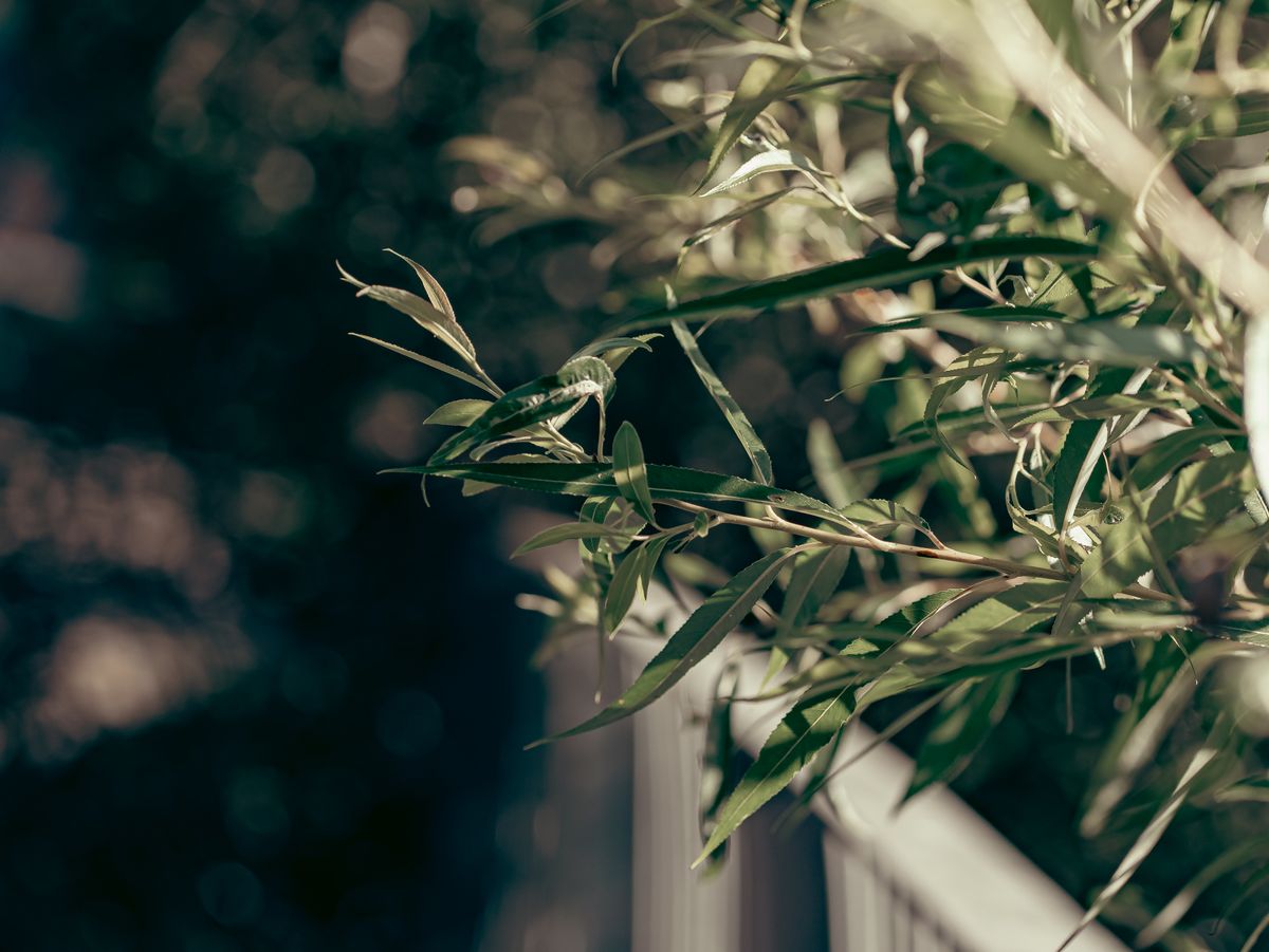 Olive Leaf Radiance Serum