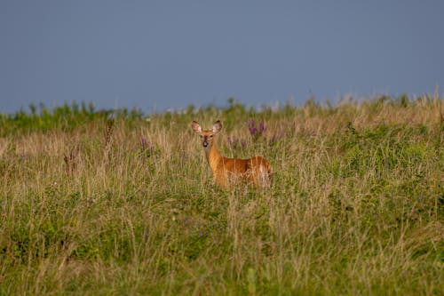 동물 사진, 사슴, 여름의 무료 스톡 사진