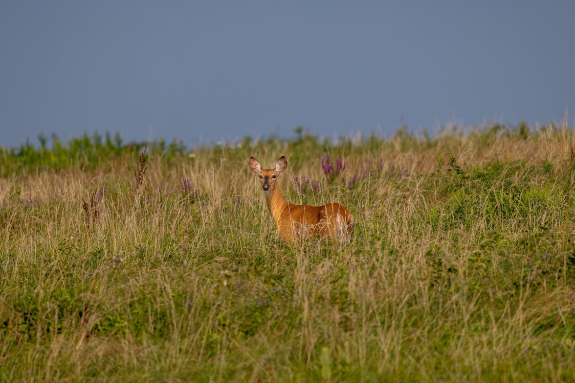 Deer in Meadow