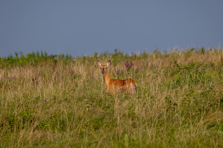 Deer In Meadow